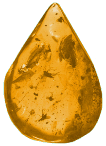 Bernstein-mit-Insekten