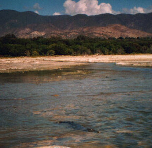 Cocodrilo Lago Enriquillo