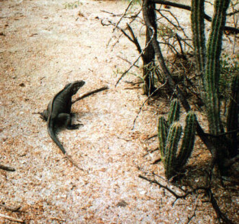 Isla Cabrito