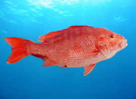 Red Snapper