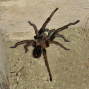 Vogelspinnenartige