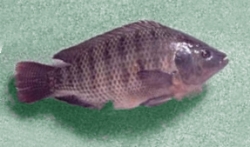 Tilpia