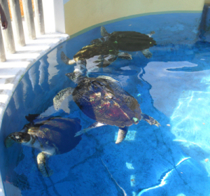 Tortuga