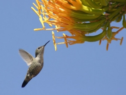 Kolibri