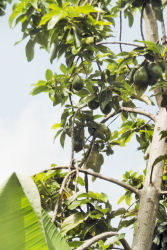 Aguacate (Avocados) 