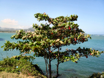 Almendra (Mandelbaum) 