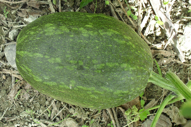Aullama (Kürbis) 