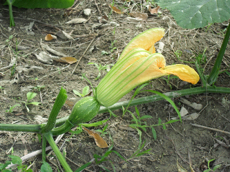 Aullama (Kürbis) 