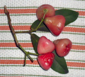 Cajuilito 