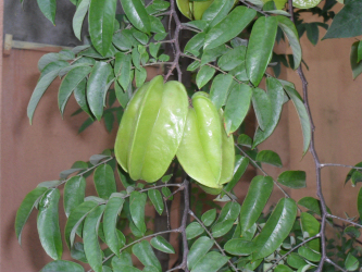 Carambola 