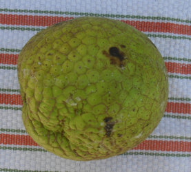 Castaño 