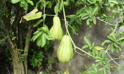 Tallota (Chayote) 