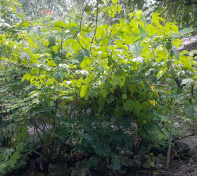 Chinola (Passionsfrucht) 
