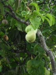 Granadillo (Liebesapfel) 