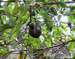 Guanabana 