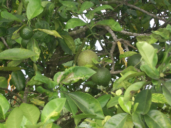 Guava 