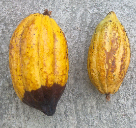 Kakao 