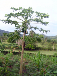 Lechoza (Papaya)