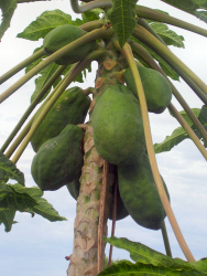 Lechoza (Papaya)