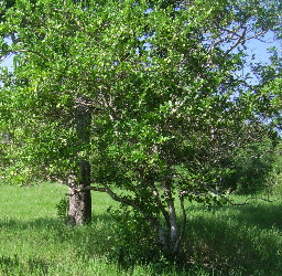 Limonen