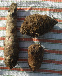 Llautia (Dachine, Taro)