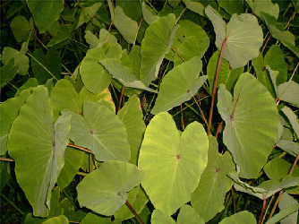 Llautia (Dachine, Taro)