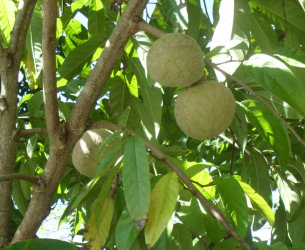 Mamon (Atemoya) 