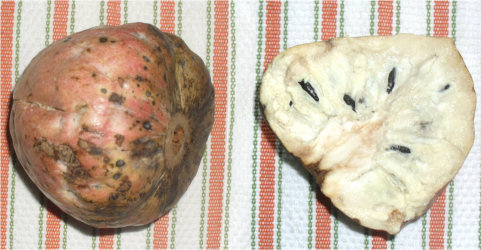 Mamon (Atemoya) 
