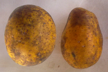 Manzana de Oro 