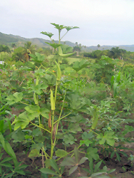 Molondrones (Okra) 