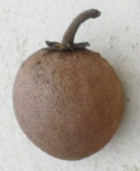 Nispero 