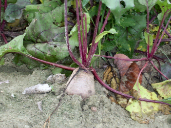 Randen (rote Beete) 