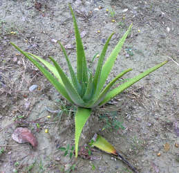 Sabila (Aloe Vera) 