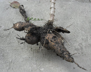 Yuca (Maniok)
