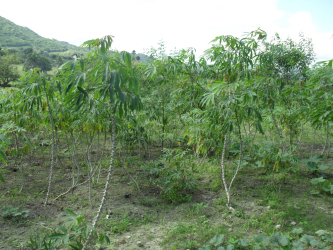 Yuca (Maniok)